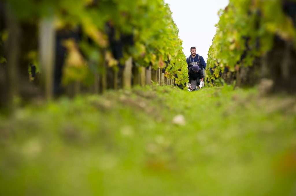 Sociando-Mallet : reportage photo vin